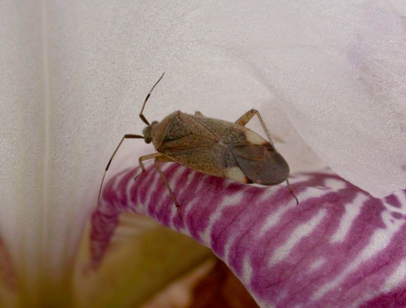 Closterotomus annulus  (Miridae)